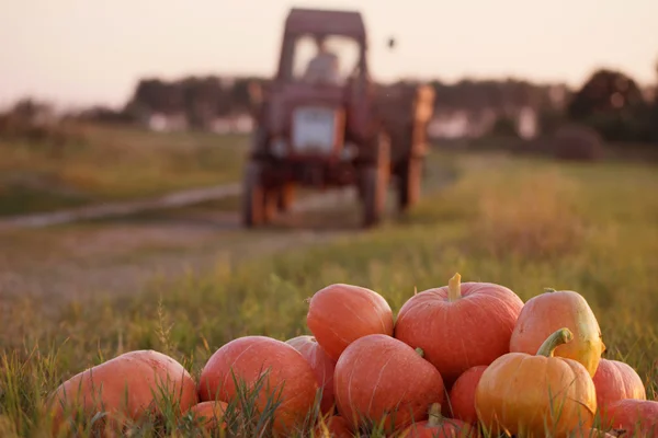 Calabazas en el campo — Foto de Stock