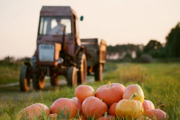Pumpkins and tractor in field — Stock Photo, Image