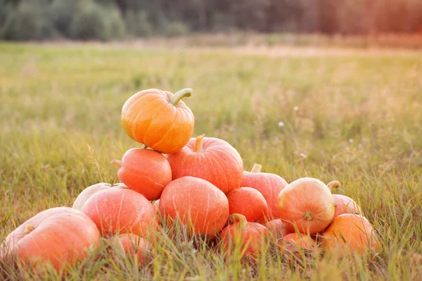 Pumpkins at sunset — Stock Photo, Image