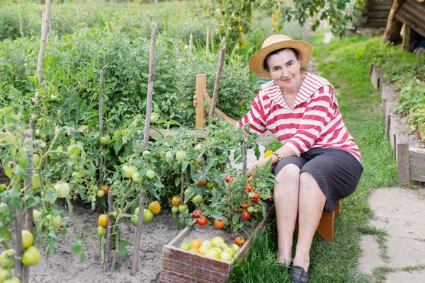 Las mujeres mayores de la huerta han recibido la cosecha de los tomates —  Fotos de Stock