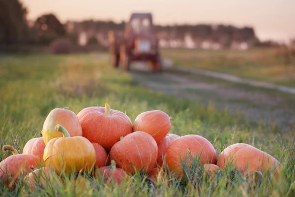 Pumpkins and tractor in field — Stock Photo, Image