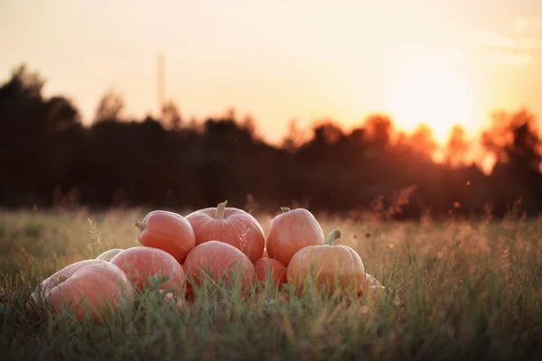 Kürbisse bei Sonnenuntergang — Stockfoto