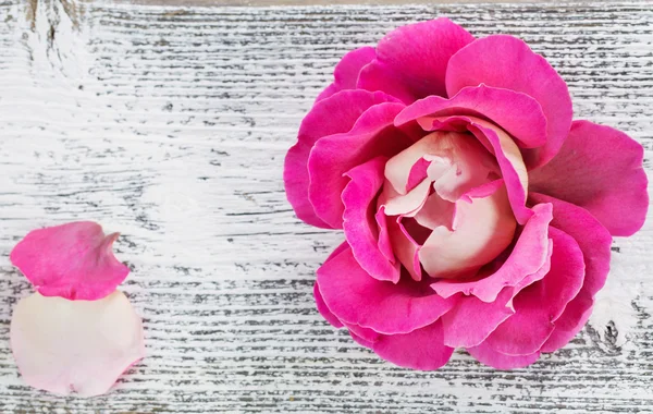 Rosa sobre fondo blanco de madera —  Fotos de Stock