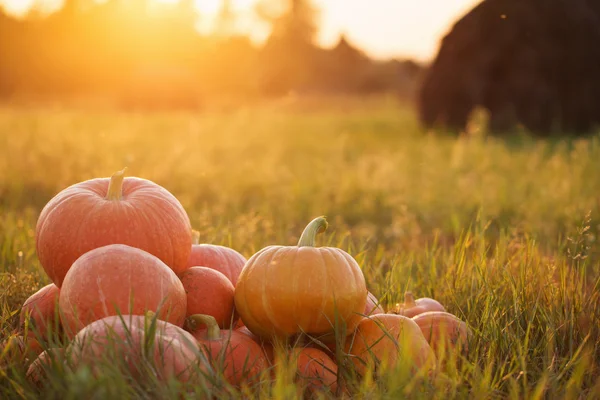 Pumpkins outdoor — Stock Photo, Image