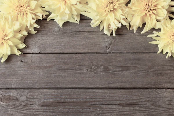 Dahlia on wooden background — Stock Photo, Image