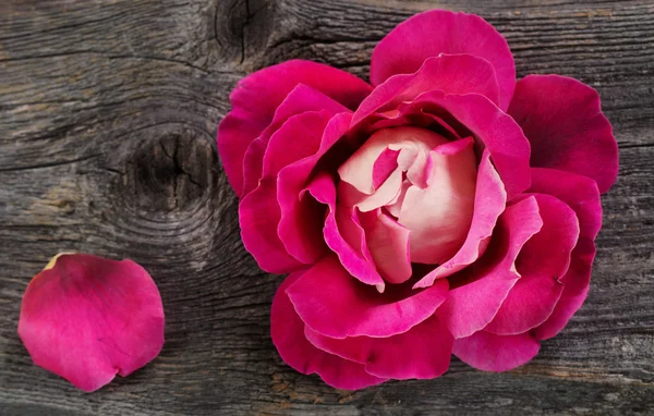 Pink rose on  wooden background — Stock Photo, Image