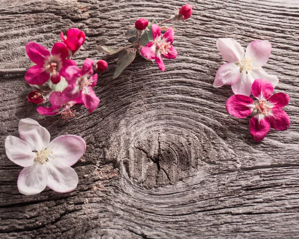 Růžové květy na dřevěném pozadí — Stock fotografie