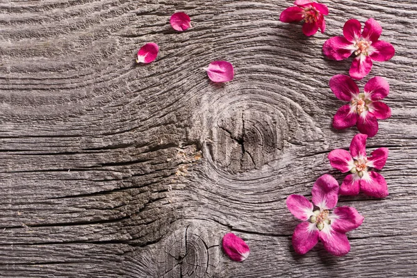 Flores rosadas sobre fondo de madera — Foto de Stock