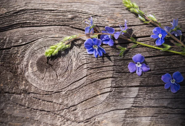 Verónica sobre un fondo de madera —  Fotos de Stock