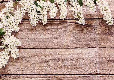 ahşap arka plan üzerinde kuş kiraz Şubesi