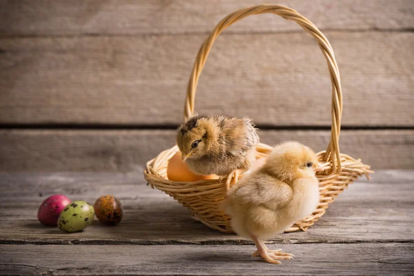 Poulet avec oeufs de Pâques sur fond en bois — Photo