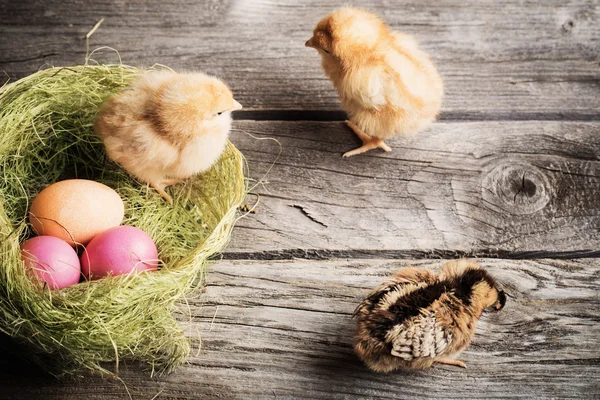 Poulet avec oeufs de Pâques sur fond en bois — Photo