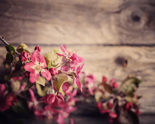 Ahşap arka plan üzerinde pembe elma çiçekler — Stok fotoğraf