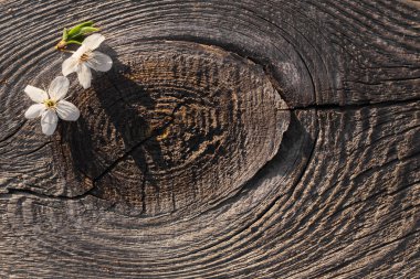 Ahşap arkaplanda çiçekler