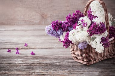 Still life with a blooming branch of lilac clipart