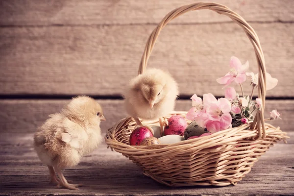 Chicken with Easter eggs on wooden background — Stock Photo, Image