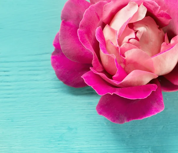 Růžová růže na dřevěném pozadí — Stock fotografie