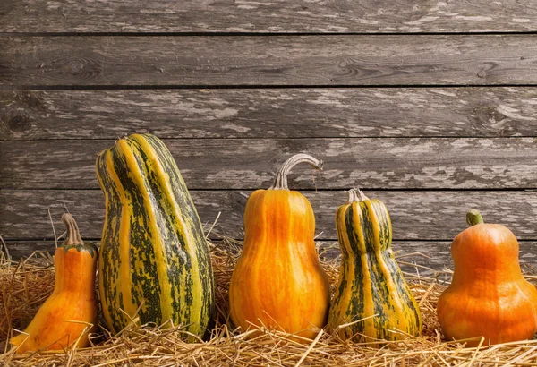 Citrouilles diverses sur fond en bois — Photo