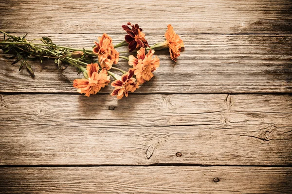 Caléndula sobre fondo de madera viejo — Foto de Stock