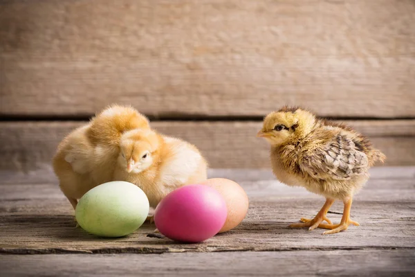 Poulet avec oeufs de Pâques sur fond en bois — Photo