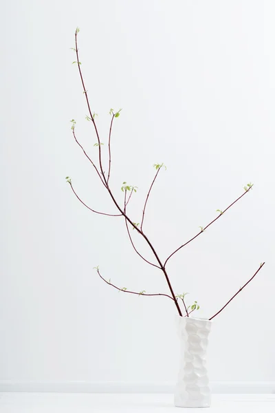 Naturaleza muerta con ramas de árbol en un jarrón sobre fondo blanco — Foto de Stock