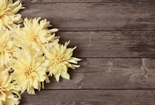 Dahlia on wooden background — Stock Photo, Image