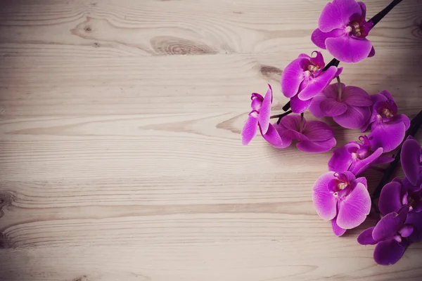 Růžová orchidej květiny na dřevěném pozadí — Stock fotografie