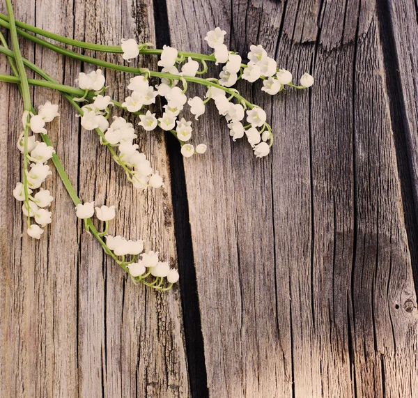 Maja lilia na drewniane tła — Zdjęcie stockowe