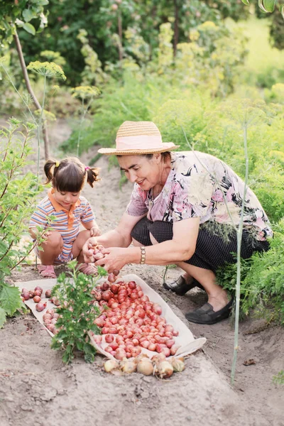 Avó e neta para colher cebolas — Fotografia de Stock