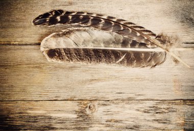 feather on the wooden table clipart
