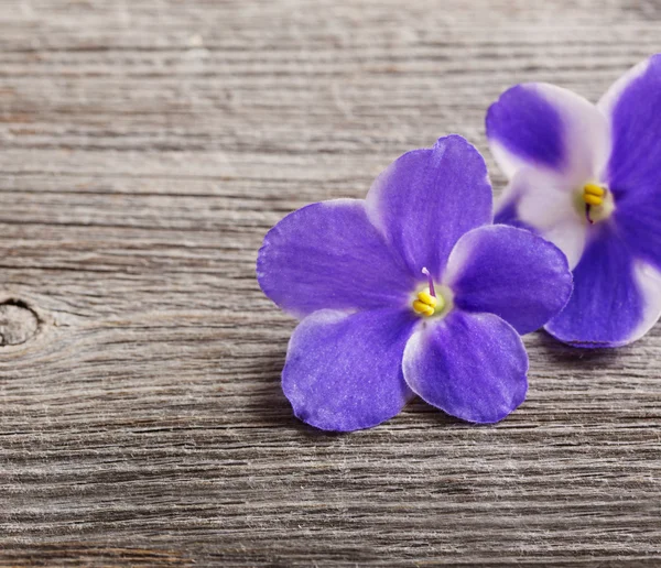 Flores violetas em fundo de madeira — Fotografia de Stock