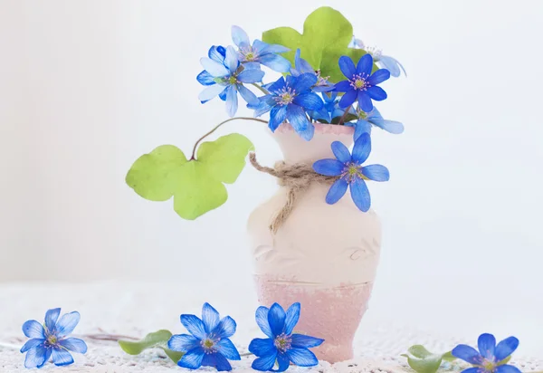 插在花瓶里的蓝色新鲜雪花莲 — 图库照片