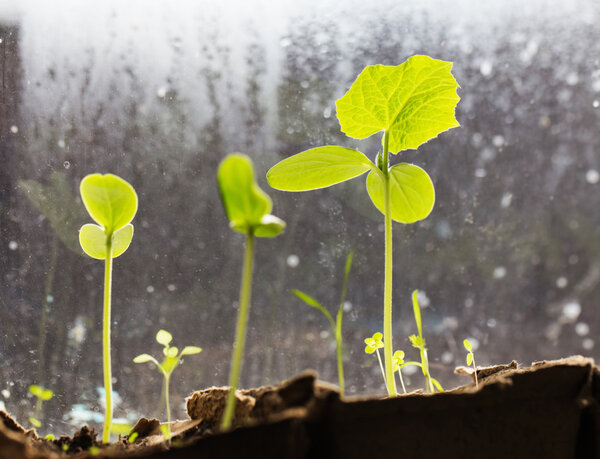 Young seedlings of cucumbers