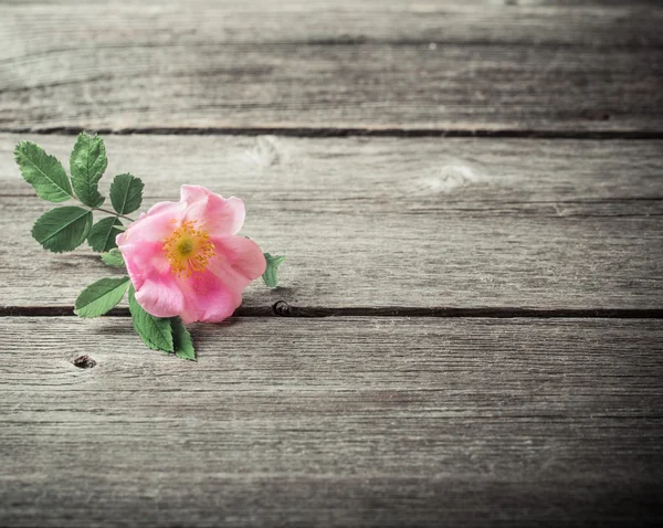 Pink rose on wooden background — Stock Photo, Image