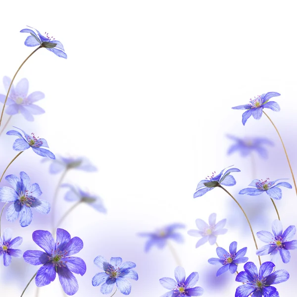 Синие цветы на белом фоне — стоковое фото