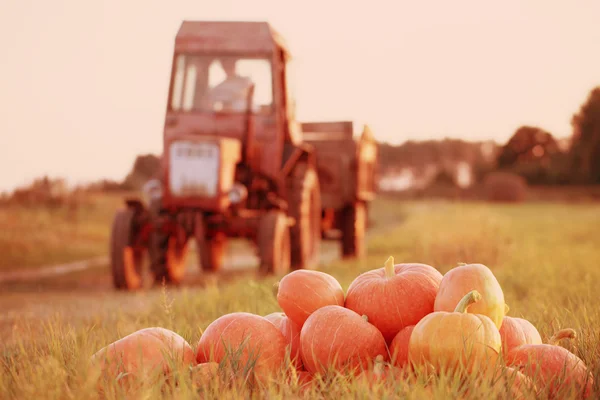 Pumpkins and tractor in field — Stock Photo, Image