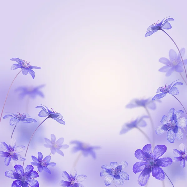 Blue flowers  isolated on white background — Stock Photo, Image