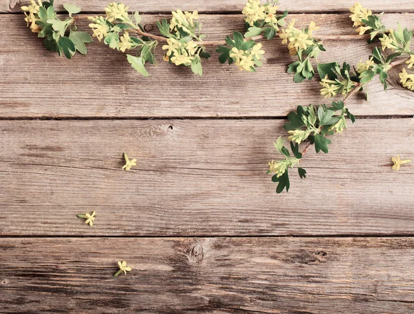 Rama de primavera sobre fondo de madera —  Fotos de Stock