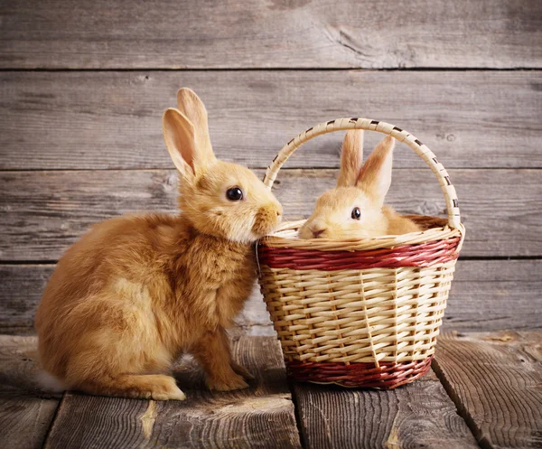 Kaniner i trä bakgrund — Stockfoto