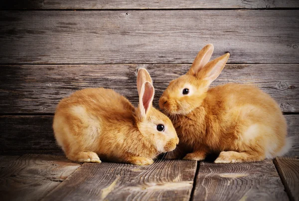 Conejos rojos sobre fondo de madera — Foto de Stock