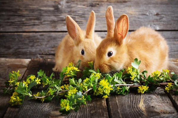 Two rabbits on wooden background — Stock Photo, Image