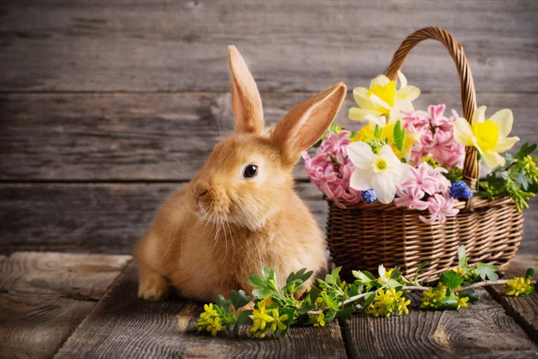 Pequeno coelho com flores de primavera — Fotografia de Stock