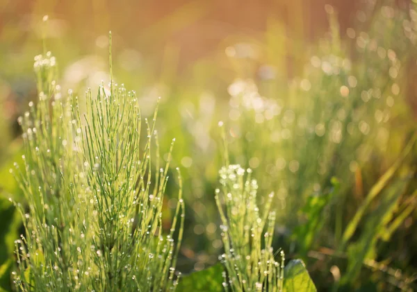 Vers groen gras met waterdruppels — Stockfoto