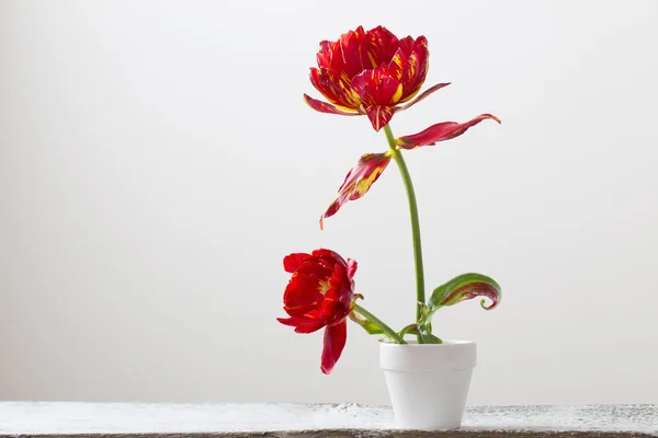 Tulips in pot on white background — Stock Photo, Image