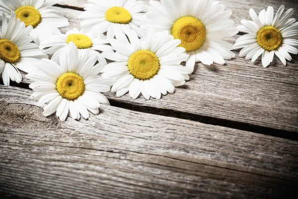 Flores frescas de camomila na mesa de madeira — Fotografia de Stock