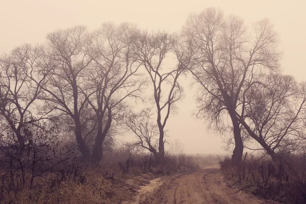 Autumn landscape in the fog — Stock Photo, Image