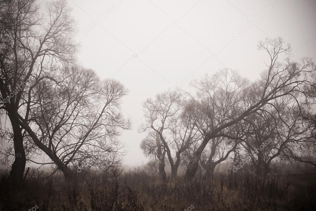 autumn landscape in the fog