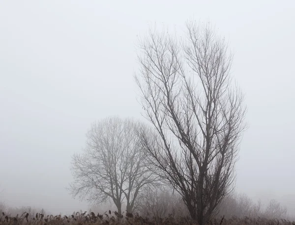 Осінній пейзаж в тумані — стокове фото