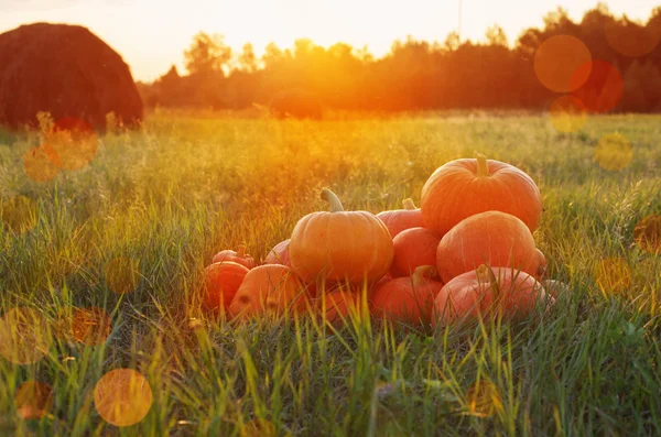 Pumpkins outdoor — Stock Photo, Image