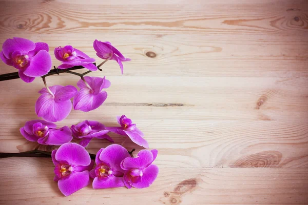 Tahta arka planda pembe orkide çiçekleri — Stok fotoğraf